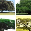 假如有4棵樹，哪棵年齡最大？測你老了靠什麼養自己！