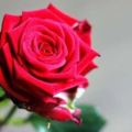 心理測試：4朵玫瑰花，哪朵最鮮豔？測你在未來婚姻中會缺少什麼