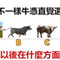 四頭不一樣牛，憑直覺選一頭，測你以後在什麼方面會牛