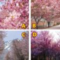 4個櫻花場景你喜歡哪個？測你為啥還沒遇見你另一半！
