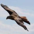 心理測試：憑感覺選擇一隻鷹，秒測你會輕易放下內心的警戒嗎？