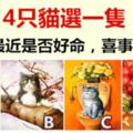 4隻貓選一隻，測你最近是否好命，喜事頻發？