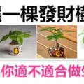 選一棵發財樹，看看你適不適合做生意？