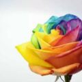 心裡測試：哪一朵玫瑰會代表你的愛，測你具有怎樣的愛情觀