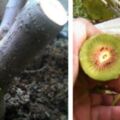 5種「水果樹」扦插，要用當年「嫩枝」，生根效果好，成活率高