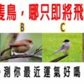 心理測試：4隻鳥，哪只即將飛走？秒測你最近運氣好嗎？