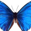 心理測試：選一隻喜歡的蝴蝶，測試你能和心愛的人廝守一生嗎？ 