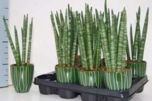 7種特耐陰的室內植物,6種常見植物的水培技巧