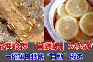 家裡白螞蟻很多？保潔阿姨「這一招」，只要2天，白螞蟻全部清光！又簡單又省事！