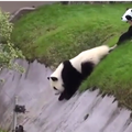 「熊貓」竟然這樣欺負「女動物管理員」！！真是太爆笑了！！