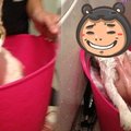 剛開始洗澡的貓咪一臉的淡定，當主人一下手的時候，這反差也太大了！！