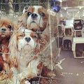 這108隻受虐的「查爾斯王犬」，美麗的他們眼中充滿了恐懼！已經沒有了希望…但一切就在這一天改變了！！！