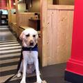 導盲犬被客人嫌棄趕出餐廳　寄養家庭心裡苦無人知