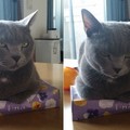 這隻小灰貓死壓「面紙盒」還用眼神警告不准靠近！搶回面紙盒的唯一辦法，就是....