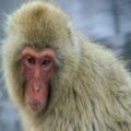 全世界第一個猴子「換頭」成功，15個小時後，猴頭竟產生如此恐怖的變化...