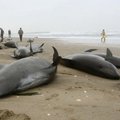 日本海灘驚見160隻鯨魚集體擱淺，暗示著下一次恐怖天災的腳步？！