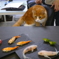 栩栩如生的鯉魚壽司美到連貓都把持不住了，更重要的是它的製作方法其實一點也不難！