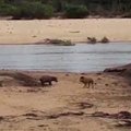 病懨懨的河馬媽媽躺著無法動因此母獅子就慢慢接近，但小一號的河馬寶寶就開始拼了命拯救媽媽！