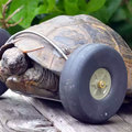 90歲的老烏龜腳被老鼠啃掉後，終於靠輪子重獲新生!!
