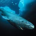 最長壽鯊魚能活四百歲 百歲才性成熟