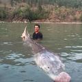 罕見「豬鼻」鱘魚長3米重580斤 至少有80歲