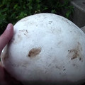 美國一住宅後院驚見〝神秘巨蛋〞，專家稱其有毒並會爆炸！