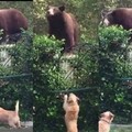 熊出沒！實拍英勇汪星人 阻止大灰熊 闖入私人重地