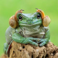 37張會讓人對青蛙完全改觀的「爆萌蛙」搞笑照片集！