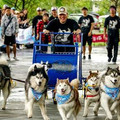 「這是我們的約定！」癌末愛犬「再也跑不動」無法參加雪橇賽，直接「一把抱起」走完全程...(淚崩)