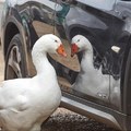 大白鵝失去同伴傷心欲絕，看到車子倒影「以為老朋友回來了」死都不肯離開。