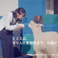 創意十足！日本郵政廣告 請羊駝郵差送信！
