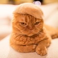 13隻「戴上自己掉的毛做成的毛帽」的霸氣貓咪！