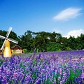 【旅遊‧中國】盤點最美薰衣草花海聚集地，這裡的紫色浪漫等你見證！