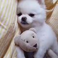 小博美狗狗每次睡覺都要抱著玩具，像小孩子一樣，太可愛了 !