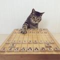 貓主子下棋姿勢100分，網友：貓咪被棋靈王附身了 !