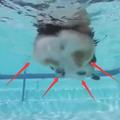 看著柯基狗狗在水裡面游泳 這速度感覺還跟不上海龜！