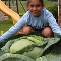 9歲收穫巨型捲心菜 18歲菜園遍全美