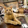 紐約百年酒店迎12任駐店貓 成為最著名動物明星