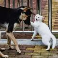 貓咪和狗狗總是打架，不！只是貓咪單方面揍蠢狗而已！