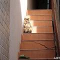 女子午餐過後發現樓梯有一貓咪，走近一看直呼太聰明可愛！