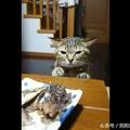 貓咪想偷吃桌子上的美味 被主人教訓後的表情絕了