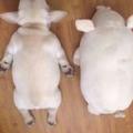 法斗模仿玩具睡覺，這姿勢跟豬一模一樣：這是穿了狗衣服的豬嗎？