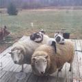 貓取暖蹲羊身上，羊委屈的翻白眼：薅羊毛還把我們當電熱毯