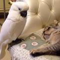 鸚鵡站在熟睡貓咪旁，接著它做出的事讓人笑翻