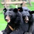 與亞洲黑熊相遇，救助它們，是我們應有的責任