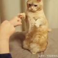 貓主子想練習一下拳腳功夫，貓奴網友貼心陪伴！