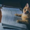 一隻喜歡看書的貓咪，沒看幾眼就睏了，網友：跟我一個樣！