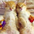 這兩隻小橘貓只有在睡覺的時候才會安靜下來，只要醒著就鬧騰，讓貓媽媽操碎了心！   