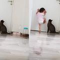 小主人想出去，貓咪看到後，霸氣地幫她開門！