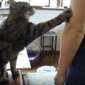 16歲老貓伸手向主人討拍拍的模樣，讓網友們直呼：誰拒絕得了啊